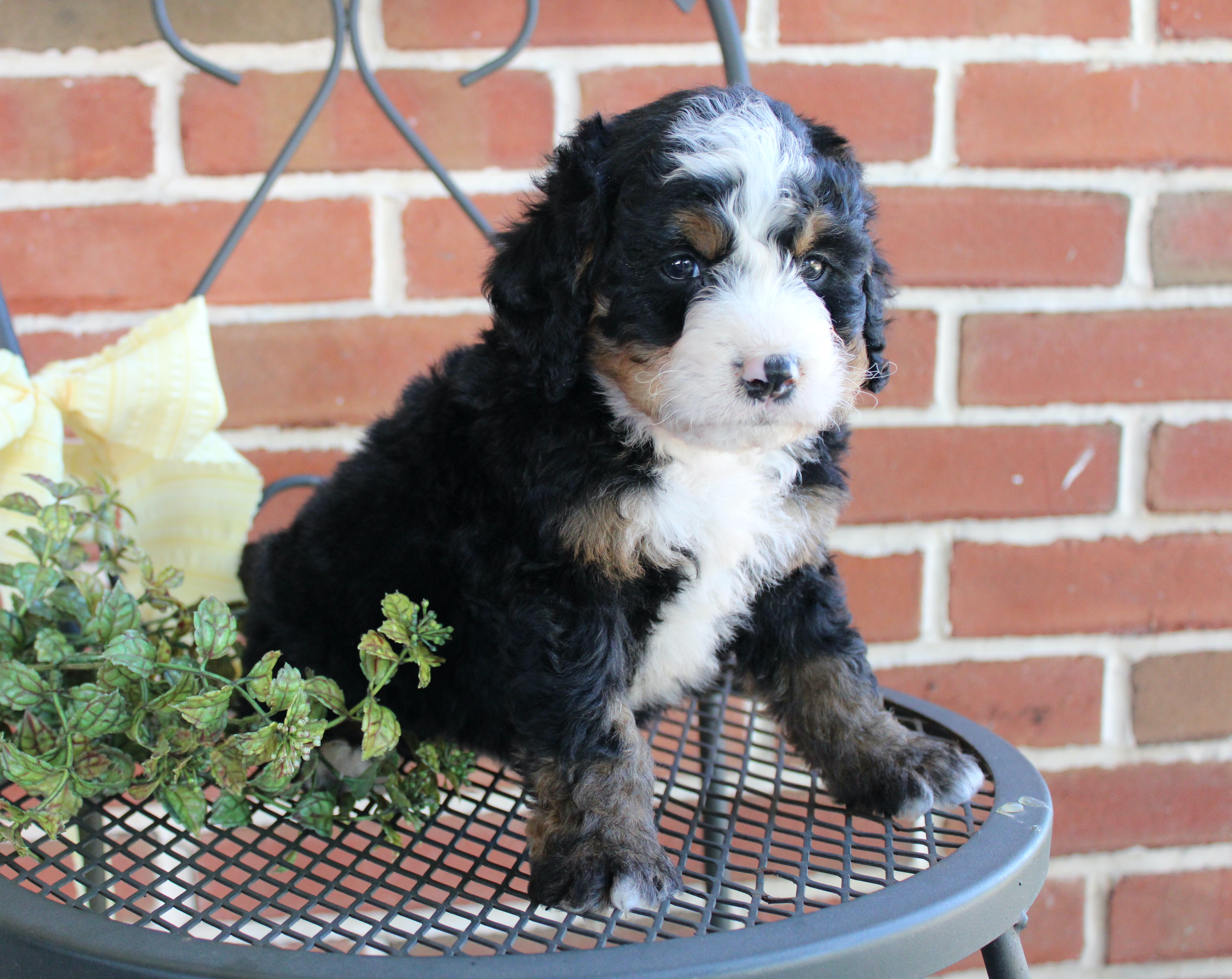 puppy, for, sale, Mini Bernedoodle, Emanuel  Glick, dog, breeder, Bird-In-Hand, PA, dog-breeder, puppy-for-sale, forsale, nearby, find, puppyfind, locator, puppylocator, aca